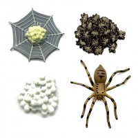 Ciclo de Vida Aranha Ciclo de Vida Aranha