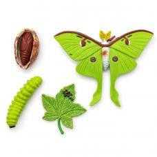 Ciclo de Vida Mariposa Ciclo de Vida Mariposa