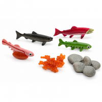 Ciclo de Vida Peixe Salmão Ciclo de Vida Peixe Salmão