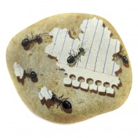 Pedra Pintada Formiga e Folha de Caderno