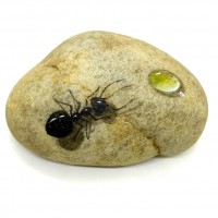 Pedra Pintada Formiga e Gota de Água