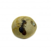 Pedra Pintada Formiga e Gota de Água