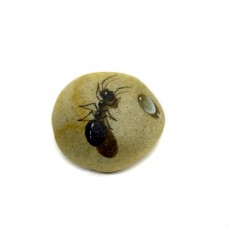 Pedra Pintada Formiga e Gota de Água