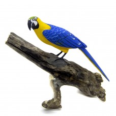 Arara Canindé