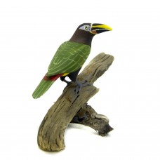 Araçari Castanho