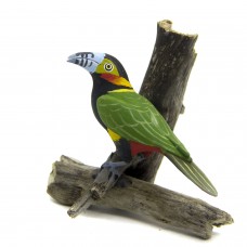 Araçari Poca (Macho)