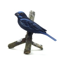 Azulão (Macho)