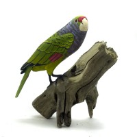Papagaio de Cara Roxa