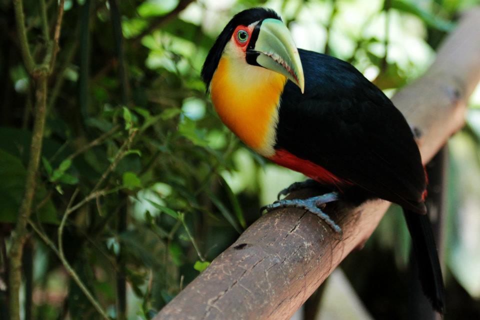 Tucano Bico Verde