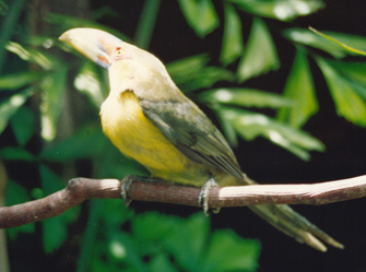 Araçari Banana