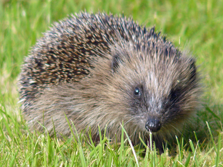 Hedgehog Hedgehog